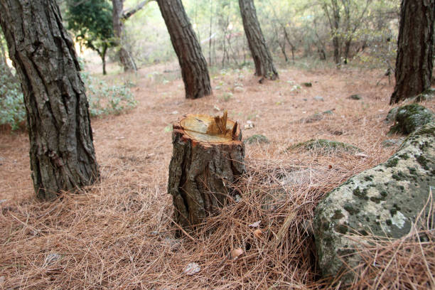 How Our Tree Care Process Works  in  Matheny, CA